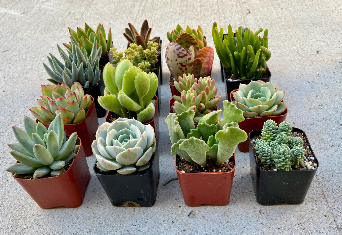 Assorted Succulents And Cactus Combos