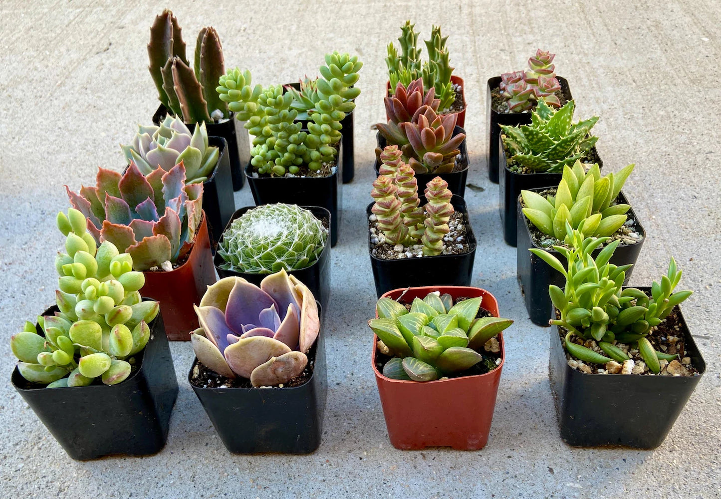 Assorted Succulents And Cactus Combos