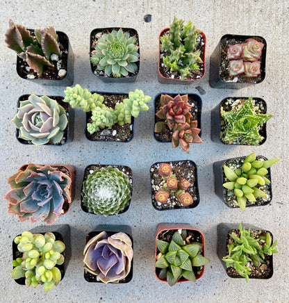 Assorted Succulents And Cactus Combos