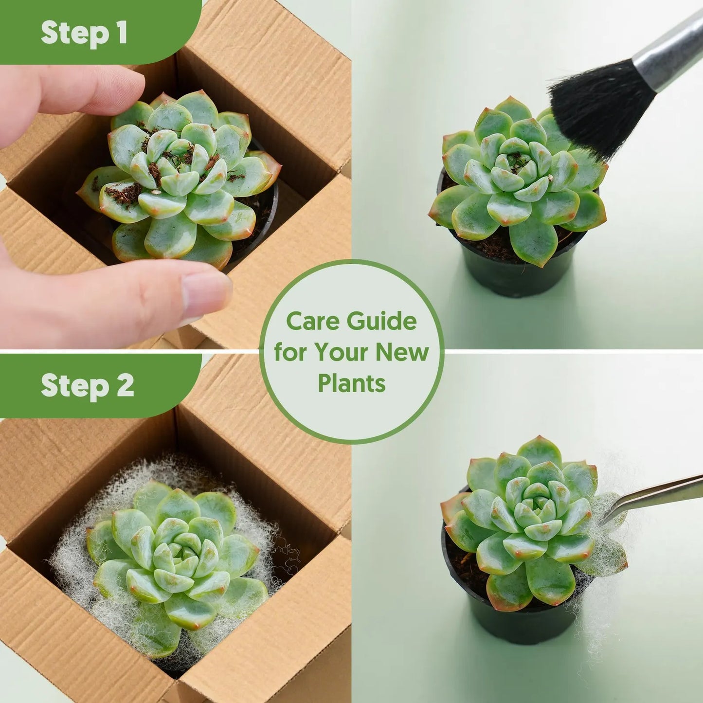 Mini Succulent Combo Pack – Assorted Live Succulents in Nursery Pots