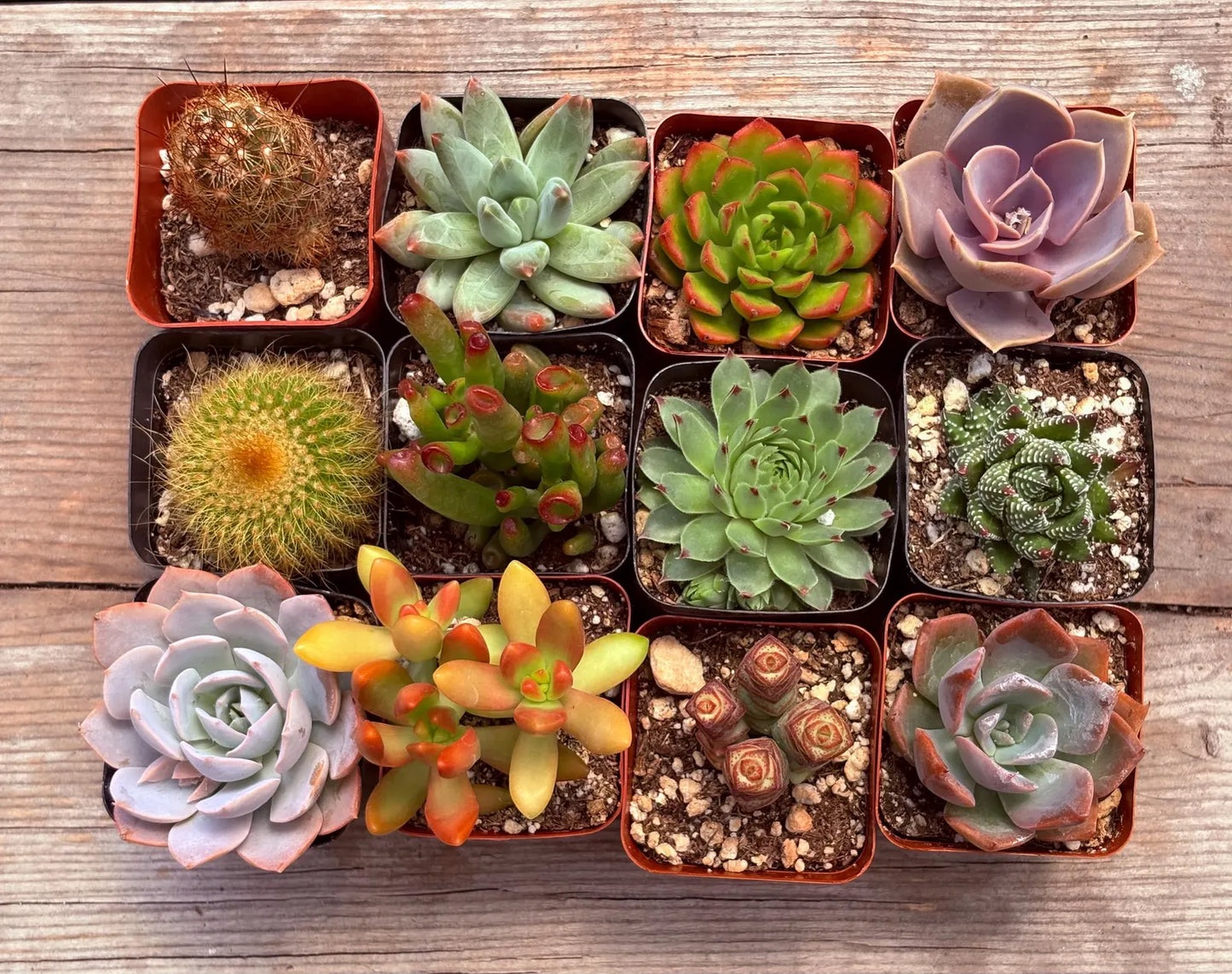 Mini Succulent Combo Pack – Assorted Live Succulents in Nursery Pots