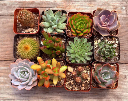 Mini Succulent Combo Pack – Assorted Live Succulents in Nursery Pots