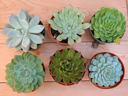Assorted Succulents And Cactus Plants Combo