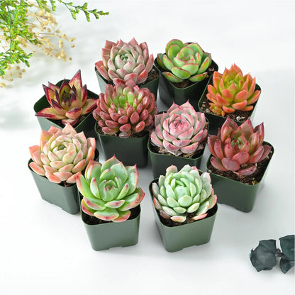 Mini Succulent Combo Pack – Assorted Live Succulents in Nursery Pots