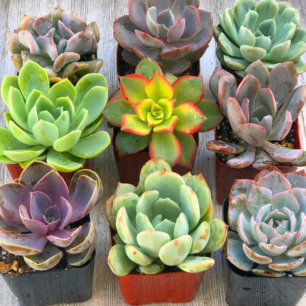 Assorted Mini Succulents Combos