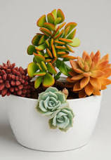 Assorted Mini Succulent Plants Combo Pack