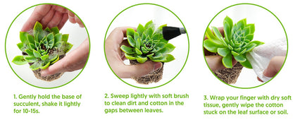 Green Live Succulent Plants