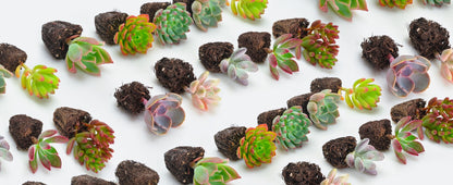 Green Live Succulent Plants