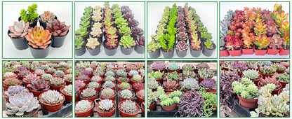 Mix Succulents Combo - Low Maintenance Indoor Plants