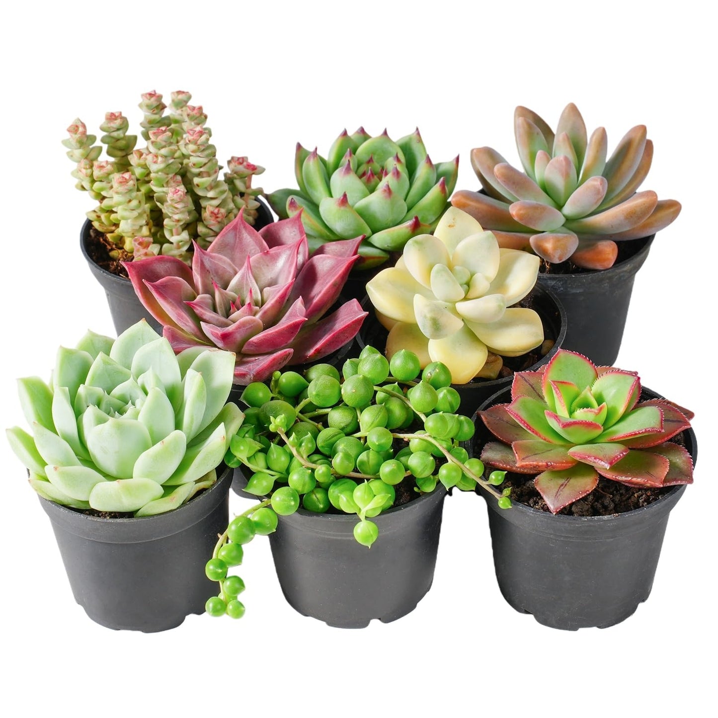 Green Live Succulent Plants