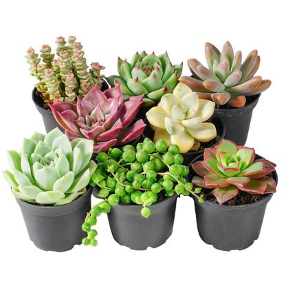 Green Live Succulent Plants