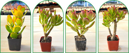 Mix Succulents Combo - Low Maintenance Indoor Plants