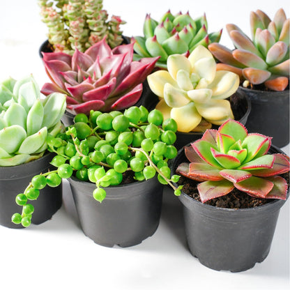 Green Live Succulent Plants