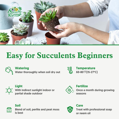 Green Live Succulent Plants