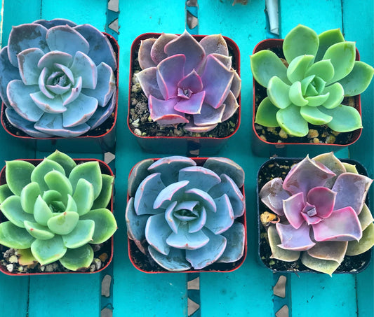 Assorted Mini Succulents Combos