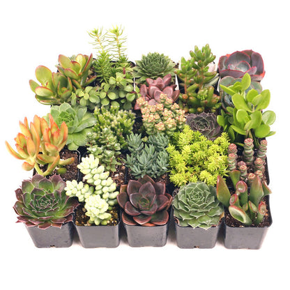 Assorted Succulents & Cactus Plants Combo