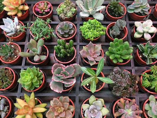 Assorted Succulents And Cactus Plants Combo