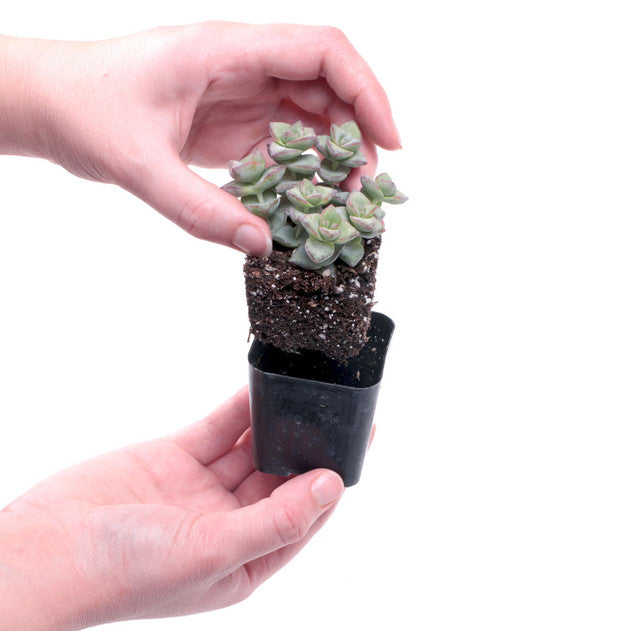 Assorted Succulents & Cactus Plants Combo