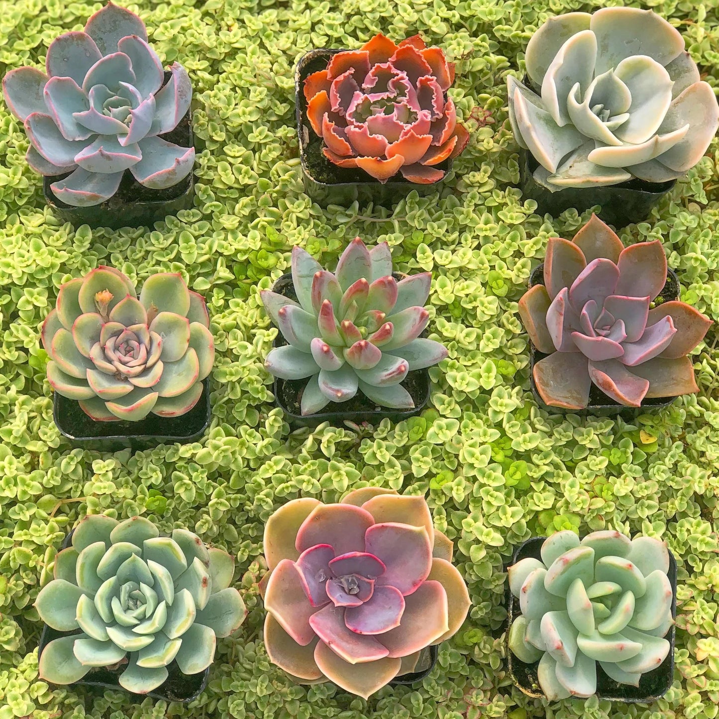 Assorted Mini Succulents Combos
