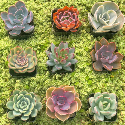 Assorted Mini Succulents Combos