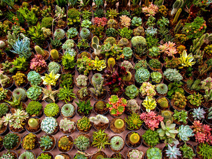 Assorted Succulents And Cactus Plants Combo