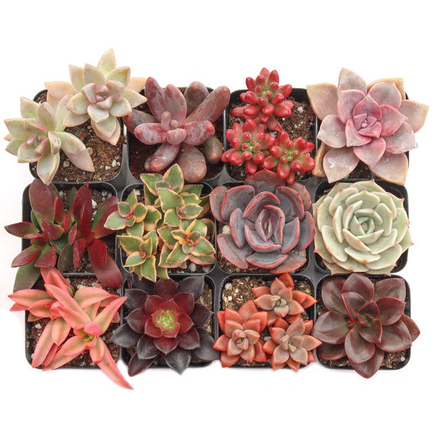 Sweetheart Rosette Succulents Combo – Rare Coloured Collection