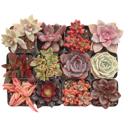 Sweetheart Rosette Succulents Combo – Rare Coloured Collection
