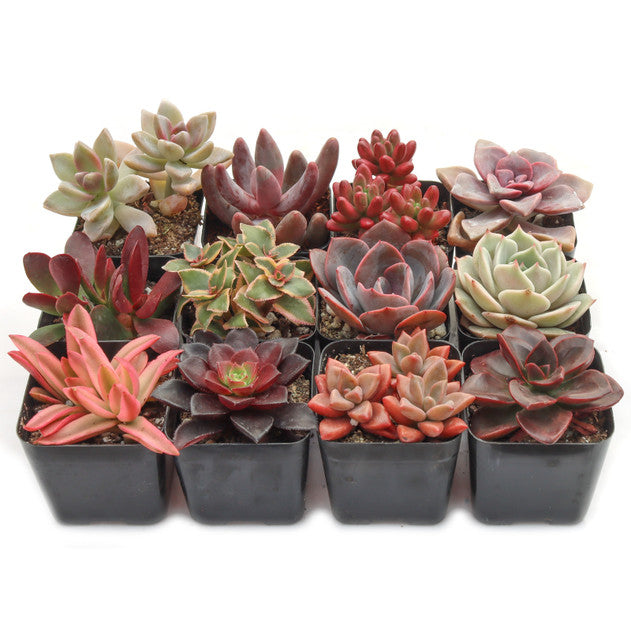 Sweetheart Rosette Succulents Combo – Rare Coloured Collection
