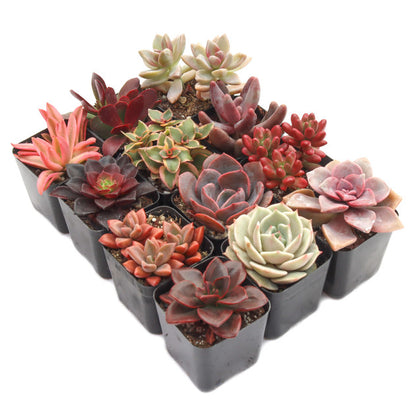 Sweetheart Rosette Succulents Combo – Rare Coloured Collection