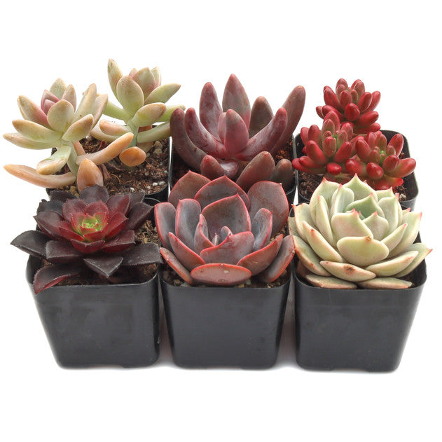 Sweetheart Rosette Succulents Combo – Rare Coloured Collection