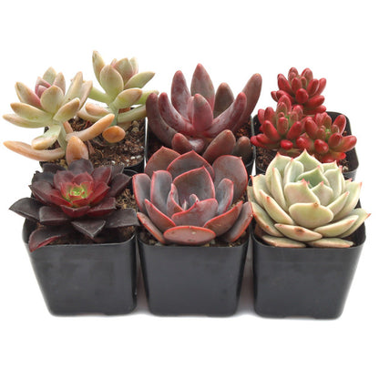 Sweetheart Rosette Succulents Combo – Rare Coloured Collection