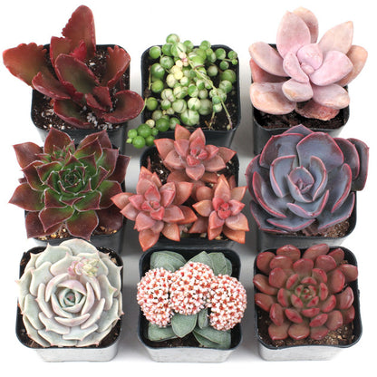 Sweetheart Rosette Succulents Combo – Rare Coloured Collection