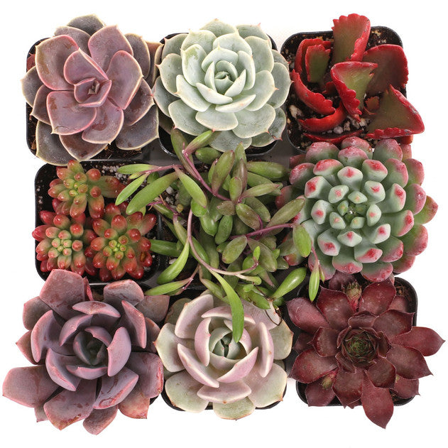Sweetheart Rosette Succulents Combo – Rare Coloured Collection