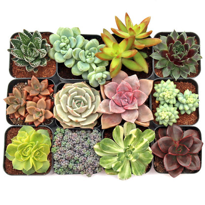 Assorted Succulents & Cactus Plants Combo