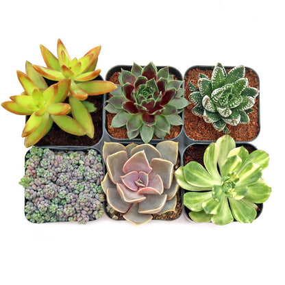 Assorted Succulents & Cactus Plants Combo
